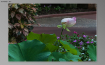 Botanical Gardens 2015 07 SS-05.jpg